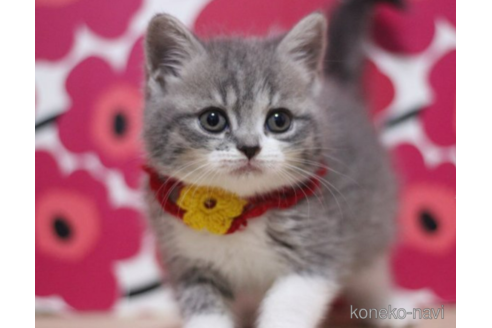 成約済の東京都のスコティッシュフォールド-70787の3枚目